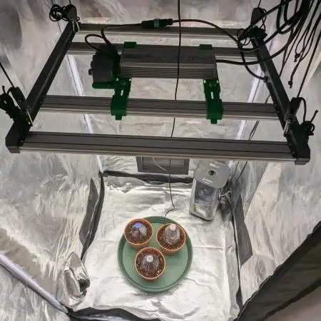 Night Owl Winter Run