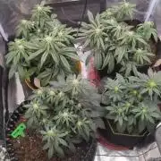 Night Owl Winter Run