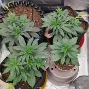 Night Owl Winter Run