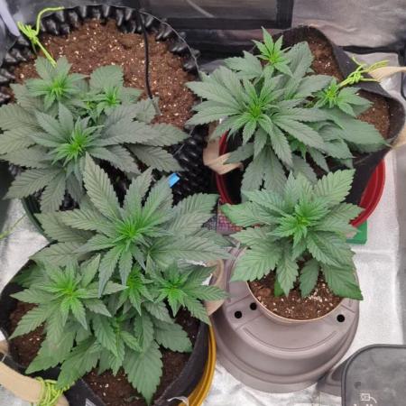 Night Owl Winter Run