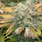 Night Owl Winter Run