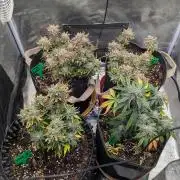 Night Owl Winter Run