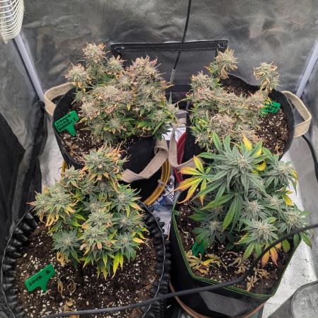 Night Owl Winter Run