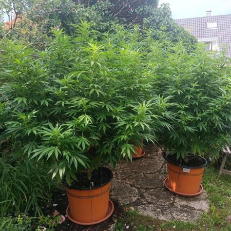 Dad-Gras Garten-Grow auf 48°N