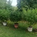 Dad-Gras Garten-Grow auf 48°N