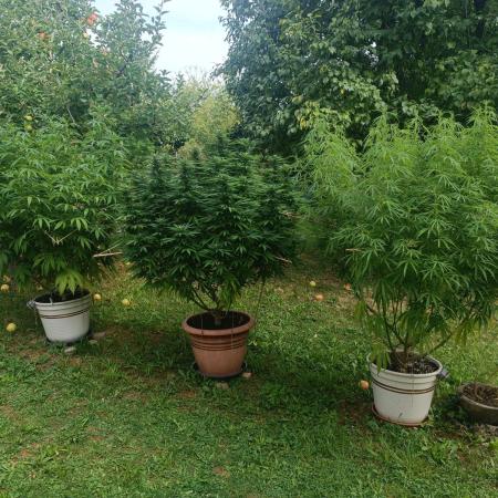 Dad-Gras Garten-Grow auf 48°N