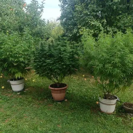 Dad-Gras Garten-Grow auf 48°N