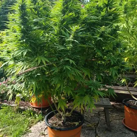 Dad-Gras Garten-Grow auf 48°N