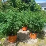 Dad-Gras Garten-Grow auf 48°N