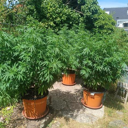 Dad-Gras Garten-Grow auf 48°N