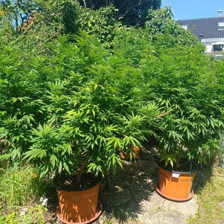 Dad-Gras Garten-Grow auf 48°N