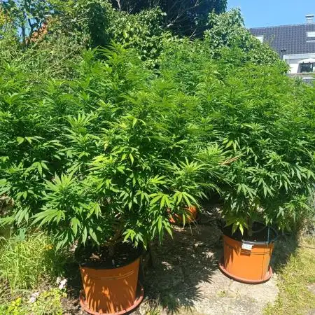 Dad-Gras Garten-Grow auf 48°N