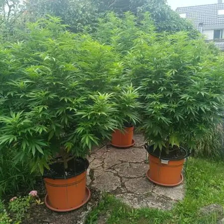 Dad-Gras Garten-Grow auf 48°N