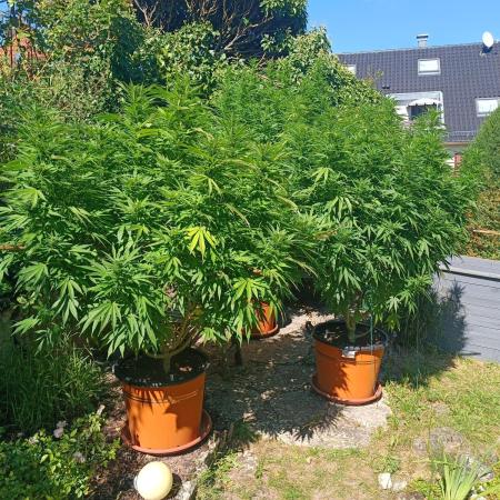 Dad-Gras Garten-Grow auf 48°N