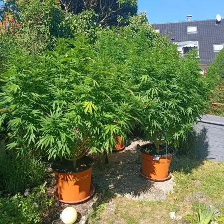 Dad-Gras Garten-Grow auf 48°N