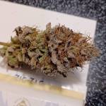 Barrie grower .. ontario genetics 