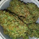Legal CANADIAN FastBuds 
