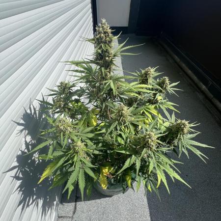 Royal Ak Auto