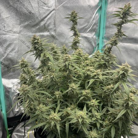 Amnesia Haze