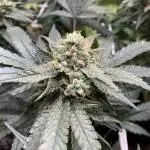 Cuts von garyeastfarms_