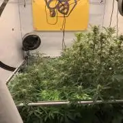 5.Grow: NewSetup Testrun 4 Fastbuds Aut.