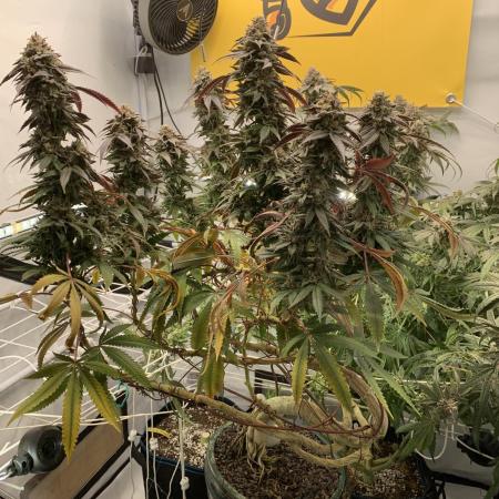 1.Bonsai: Lemon Cherry Runtz✌️