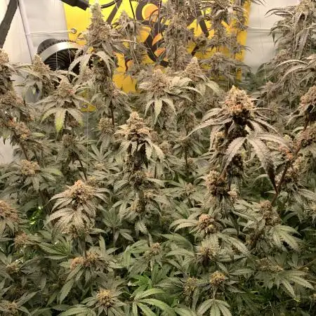 6.Grow: Papayton