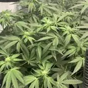 8.Grow: Z42