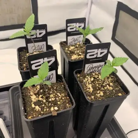 5.Grow neuer Test Lauf😅🏼