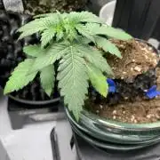 1.Bonsai: Lemon Cherry Runtz✌️