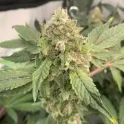 8.Grow: Z42