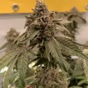 7.Grow: Kmintz & Radical Juice