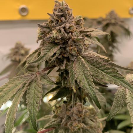 7.Grow: Kmintz & Radical Juice