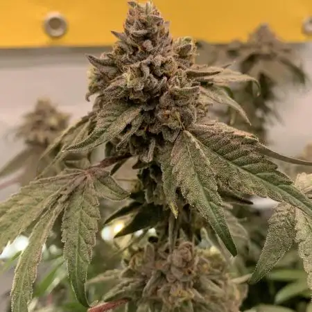 7.Grow: Kmintz & Radical Juice