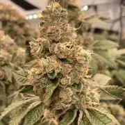 8.Grow: Z42
