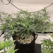 8.Grow: Papayton#1 aka. Limmer Papayton