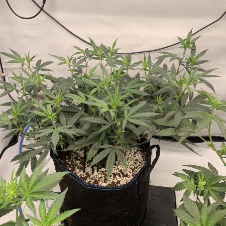 8.Grow: Papayton#1 aka. Limmer Papayton