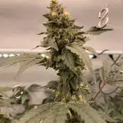 8.Grow: Papayton#1 aka. Limmer Papayton