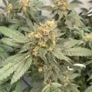 8.Grow: Papayton#1 aka. Limmer Papayton
