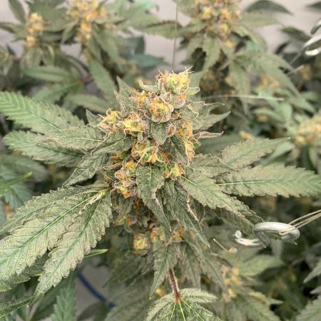 8.Grow: Papayton#1 aka. Limmer Papayton