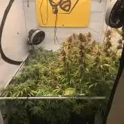 5.Grow: NewSetup Testrun 4 Fastbuds Aut.