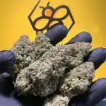 Cuts von garyeastfarms_