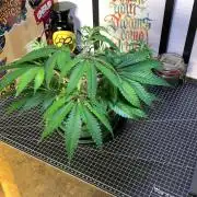 1.Bonsai: Lemon Cherry Runtz✌️