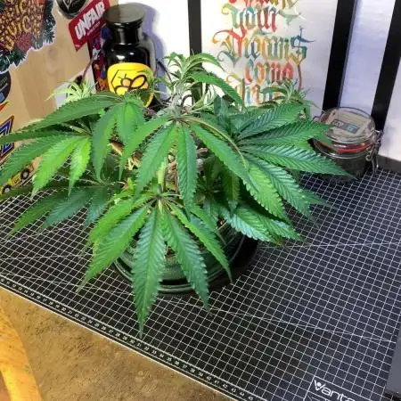 1.Bonsai: Lemon Cherry Runtz✌️