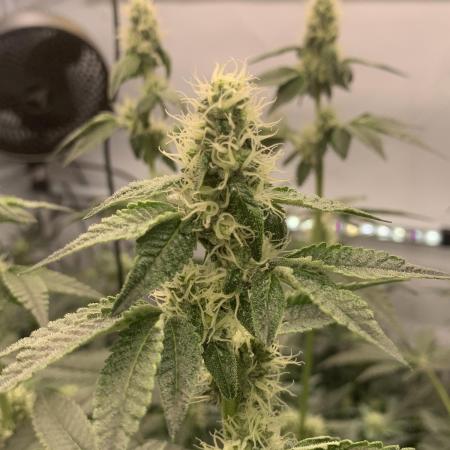 8.Grow: Z42