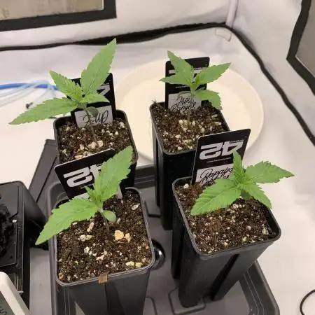 5.Grow neuer Test Lauf😅🏼