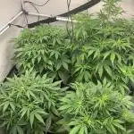 5.Grow neuer Test Lauf😅🏼