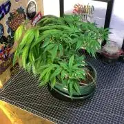 1.Bonsai: Lemon Cherry Runtz✌️