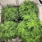 5.Grow neuer Test Lauf😅🏼