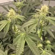 8.Grow: Z42